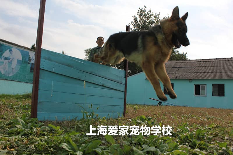 德国牧羊犬专业障碍训练 德国牧羊犬专业训练 上海爱家宠物学校专业德牧犬训练 德国牧羊犬运动照.jpg