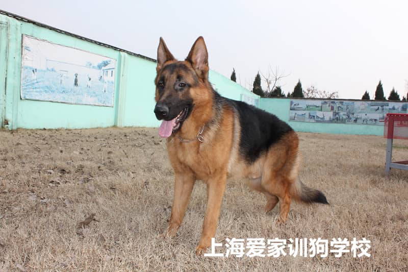 德国牧羊犬 德国牧羊犬的高清照 上海爱家训狗学校专业德国牧羊犬培训 德国牧羊犬培训基地.jpg