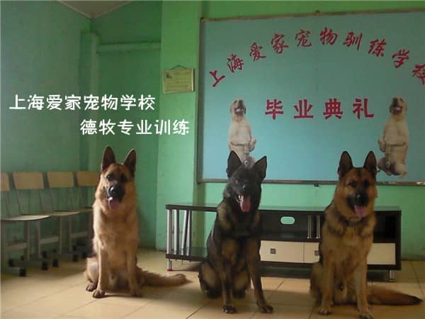 德国牧羊犬训练班  德国牧羊犬训练 训练边德国牧羊犬 上海爱家训狗学校专业德国牧羊培训.jpg