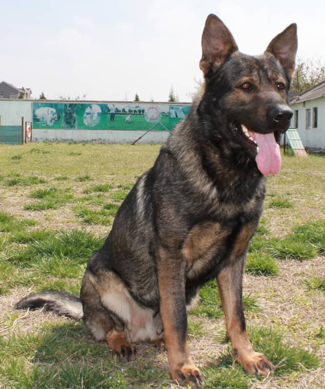 德国牧羊犬学员 东德牧犬训练 训练东德犬 上海爱家宠物学校 专业德国牧羊犬训练.jpg