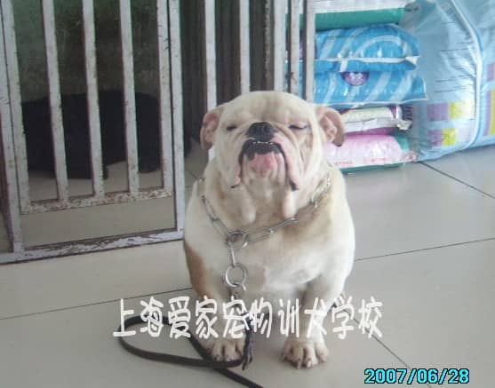 斗牛犬 斗牛犬培训 上海爱家训狗学校专业英国斗牛犬训练.jpg