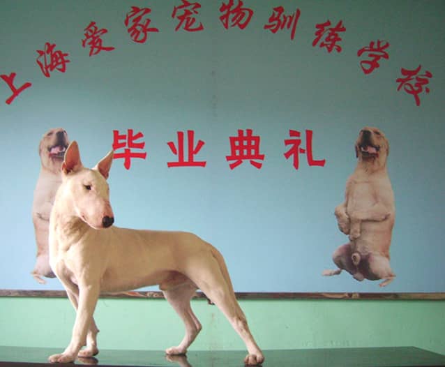 斗牛梗犬培训 斗牛梗犬毕业照 上海爱家宠物学校专业斗牛梗犬训练.jpg