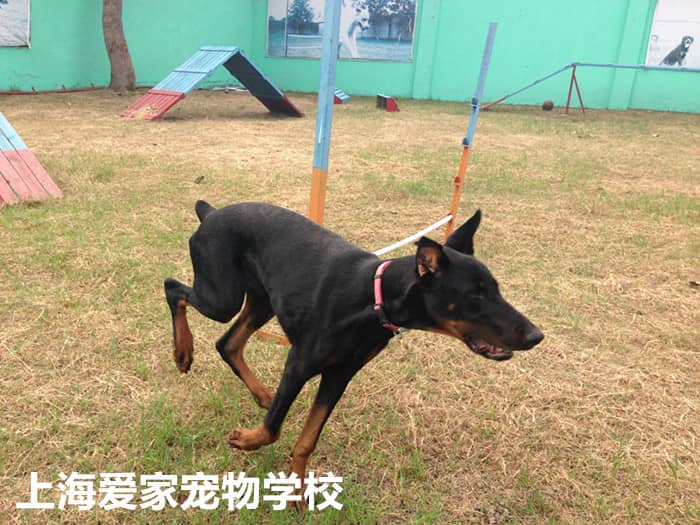 杜宾犬运动照 杜宾犬在训狗学校 杜宾犬接受训练 上海爱家宠物学校.jpg