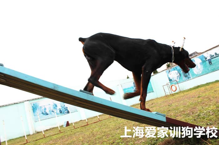 杜宾犬运动训练 运动犬杜宾培训 杜宾犬过障碍训练 上海爱家训狗基地.jpg