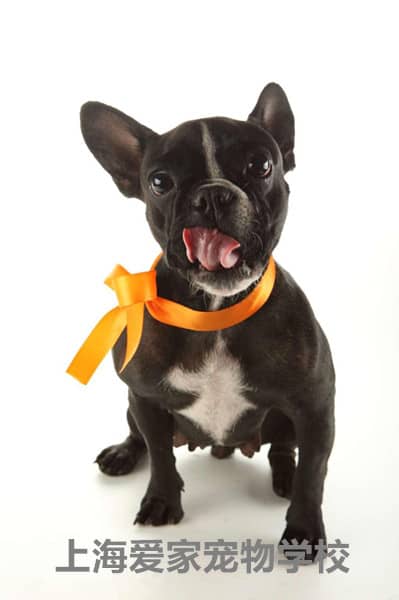 法斗犬 法国斗牛犬专业训练 上海爱家宠物学校专业法国斗牛犬训练.jpg
