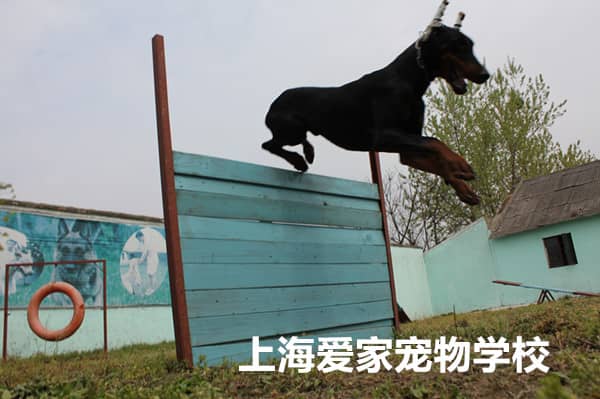 杜宾犬培训 训练杜宾犬 杜宾犬障碍训练 上海爱家训狗基地专业杜宾犬训练.jpg