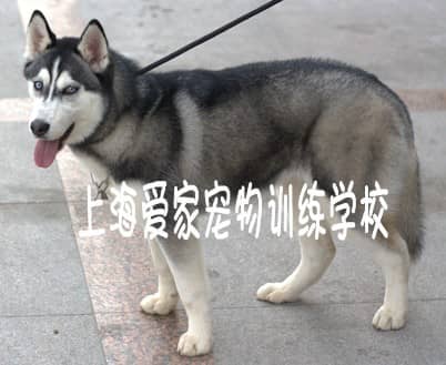 哈士奇学员 哈士奇专业训练 专业化训练哈士奇犬 上海爱家训狗学校专业哈士奇犬训练.JPG