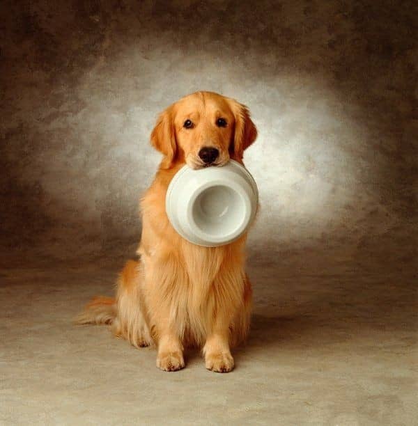 狗狗技巧训练 训狗 金毛犬训练 训练金毛犬 上海爱家宠物学校 专业金毛犬训练.jpg