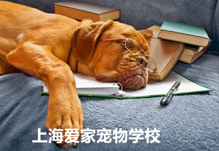 狗狗影视训练 训狗道具 训狗装酷 上海爱家训狗学校.jpg