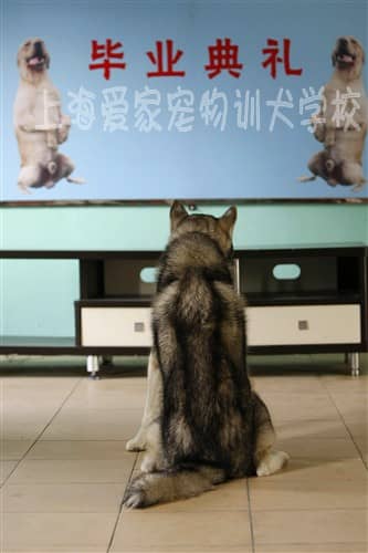狗学校 训狗学校 哈士奇学员.jpg