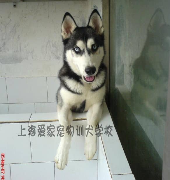 哈士奇训练 哈士奇行为纠正训练 哈士奇家庭犬训练方法.JPG