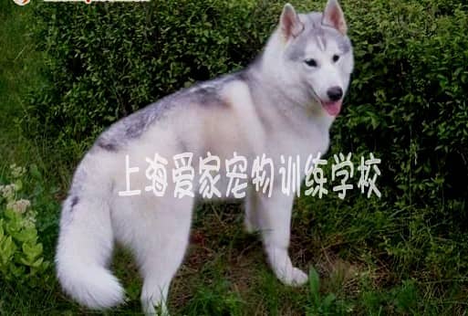 哈士奇训练 训练哈士奇犬 狗狗班级 狗狗学员 训狗学员 上海爱家训狗学校.jpg