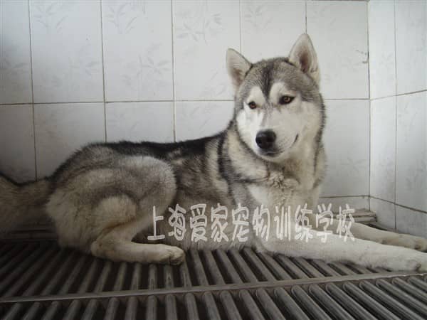 哈士奇训练 训练哈士奇犬 哈士奇犬的训练方法，哈士奇好训吗.JPG
