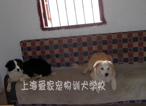 家庭犬培训 训练狗狗家庭行为.jpg