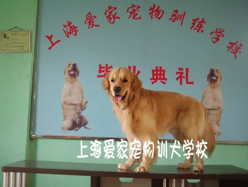 金毛犬毕业训练照 金毛犬的学校 专业训练金毛犬.jpg