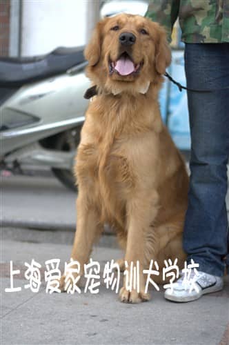 金毛犬培训 金毛犬个性化训练 训练金毛犬扑人行为.JPG