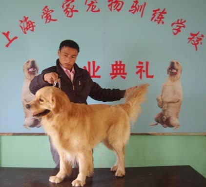 金毛犬培训 培训金毛犬 金毛犬专业训练 金毛行为纠正训练.JPG
