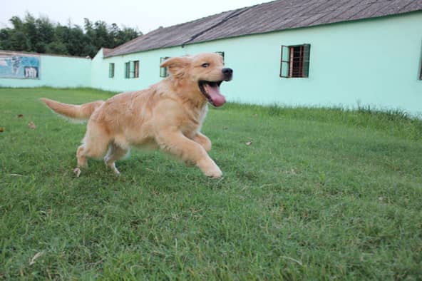 金毛犬学员 金毛犬训练 训练金毛犬 上海爱家宠物学校 专业金毛犬训练.jpg
