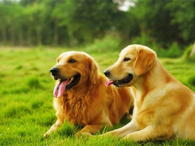 金毛犬训练 金毛学员 上海爱家专业金毛犬训练.jpg