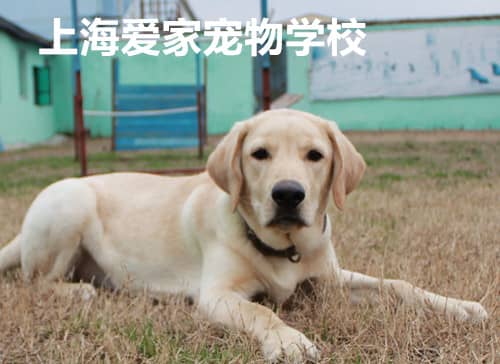拉不拉多导盲犬训练 导盲犬拉不拉多培训 上海爱家宠物学校专业拉不拉多导盲犬训练.jpg
