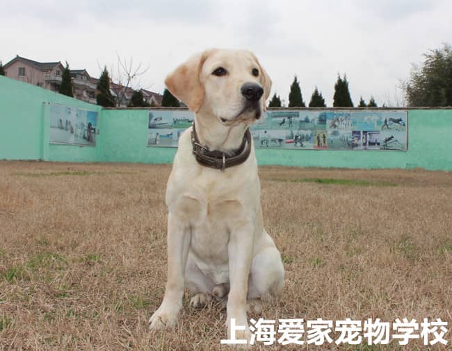 拉不拉多学员 拉不拉多警犬训练 训练拉不拉多追踪训练.jpg