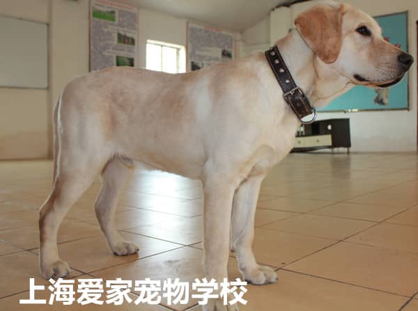 拉不拉多学员 拉不拉多专业训狗学校 训狗基地 爱家训狗学校.jpg