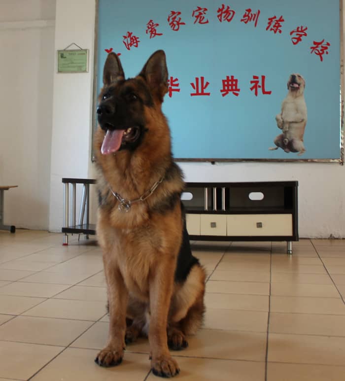 德国牧羊犬学员 德国牧羊毕业照 德牧牧羊训练基地 德牧牧羊犬毕业照 上海爱家训狗基地德牧培训.jpg