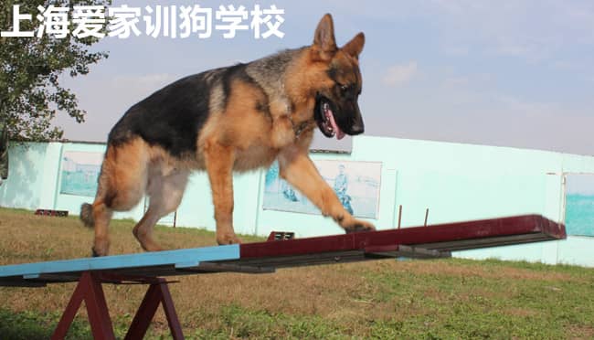 德国牧羊犬敏捷训练 训练德国牧羊犬障碍赛 警犬训练 上海爱家警犬训练学校.jpg