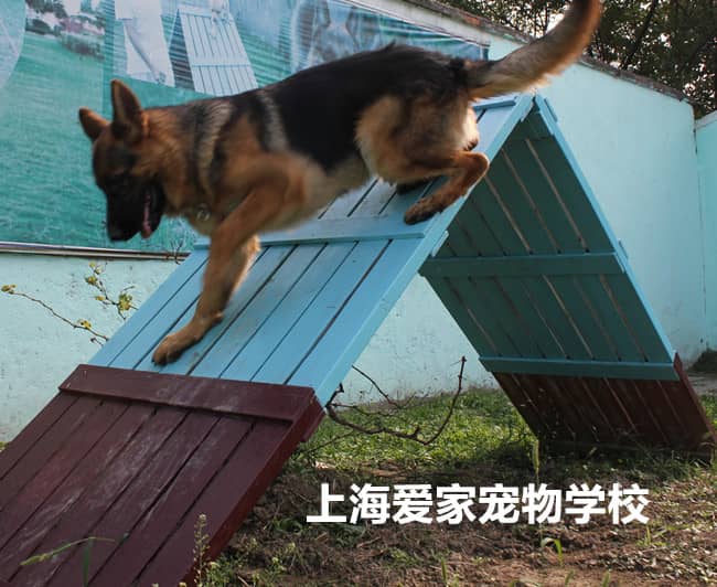 德国牧羊犬培训 培训德国牧羊犬 上海爱家专业德国牧羊训练学校.jpg