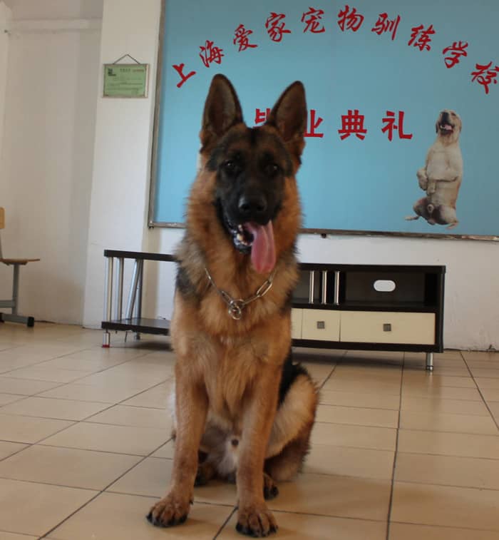 德牧犬 进口德国牧羊犬 德国牧羊犬毕业照 德牧犬培训基地 上海专业德国牧羊犬训练基地.jpg