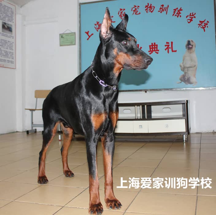 德国杜宾犬训练 训练杜宾犬 杜宾犬专业培训 专业训练杜宾犬基地 上海爱家训狗基地专业训练杜宾犬.jpg