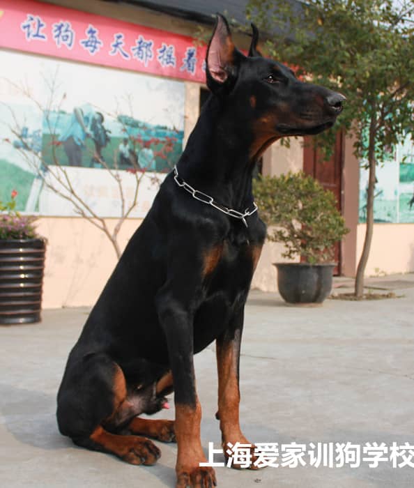 杜宾犬学员 杜宾犬训练毕业照 专业杜宾犬训练 上海爱家训狗学校杜宾犬专业训练.jpg 杜宾犬学员 杜宾犬训练毕业照 专业杜宾犬训练 上海爱家训狗学校杜宾犬专业训练.jpg