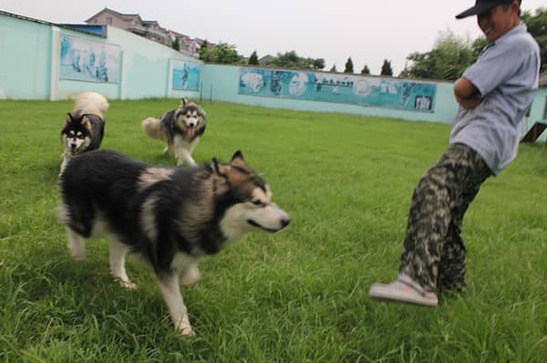 狗狗 上海爱家训狗专业狗狗训练.jpg 狗狗 上海爱家训狗专业狗狗训练.jpg