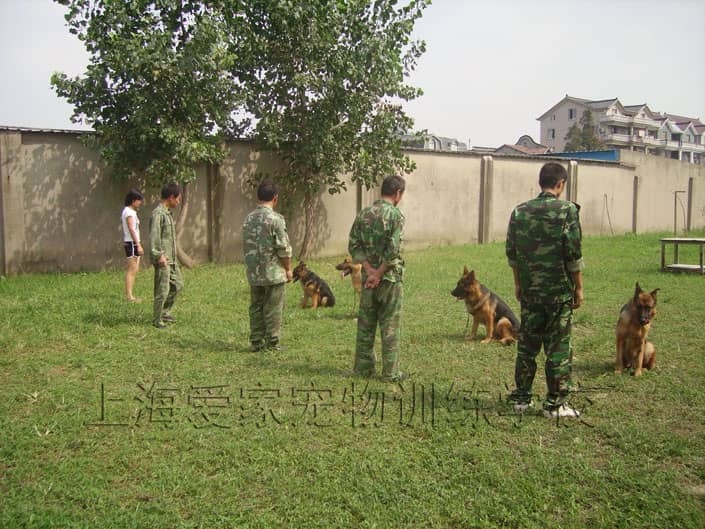 专业狗狗培训 训练狗 上海训狗学校 狗狗学员 训狗学员 上海爱家训狗学校.JPG
