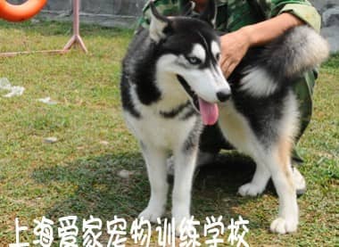 比较皮的哈士奇犬 哈士奇犬怎么纠正训练 纠正哈士奇的坏习惯.JPG