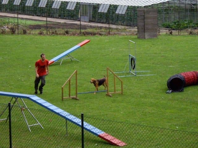 训狗师培训 训狗师学校.jpg