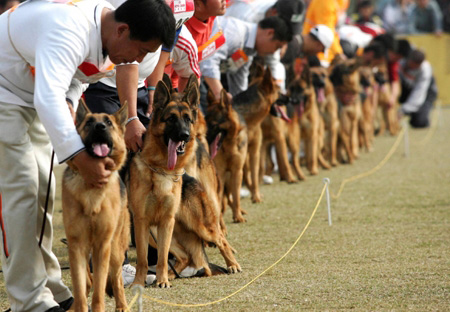 德国牧羊训练.bmp 德国牧羊训练.bmp