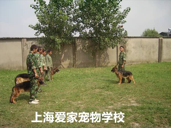 宠物驯导师培训 训狗师培训.jpg