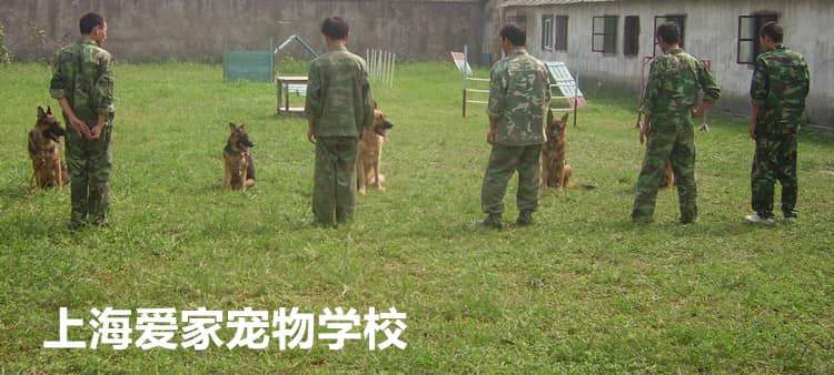 训狗师培训 训犬师培训 训犬师学校.jpg