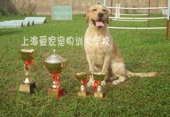 拉不拉多犬获奖.JPG