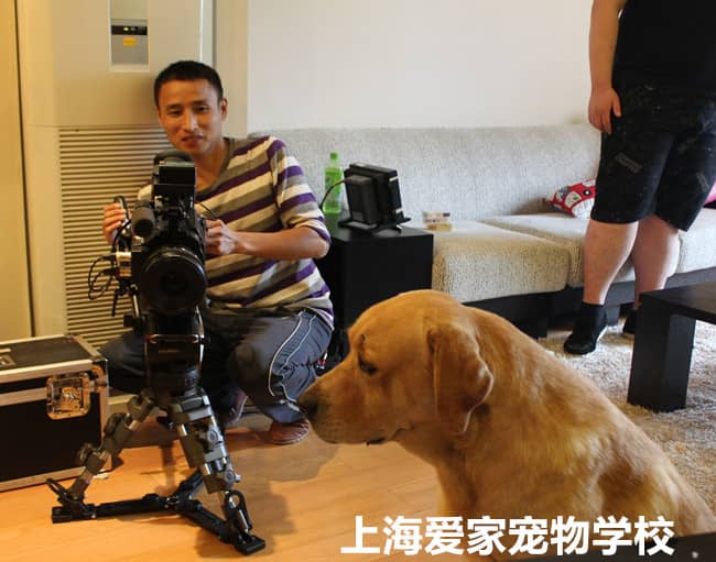家庭养狗宣传片.jpg