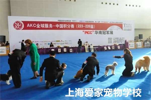 狗狗展示比赛 狗狗走秀 训狗 爱家学校.jpg