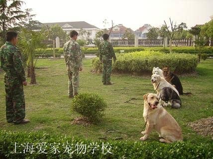 训犬师 训狗师.jpg