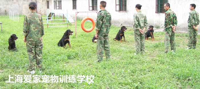 训狗师 训犬师专业学习.jpg