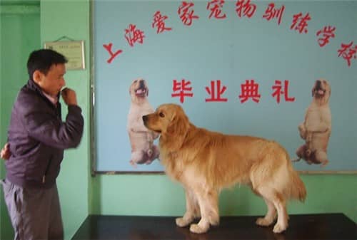 训狗课程 训狗项目.jpg