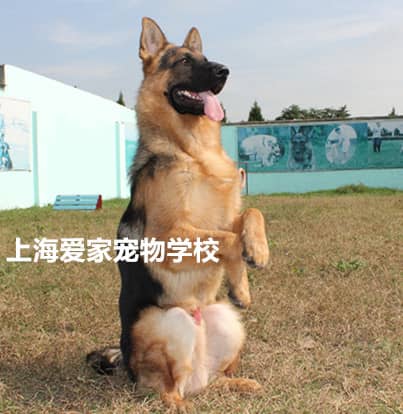 训狗学校 德国牧羊犬训练.jpg